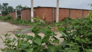 A view of a brick wall from behind some green plants. 